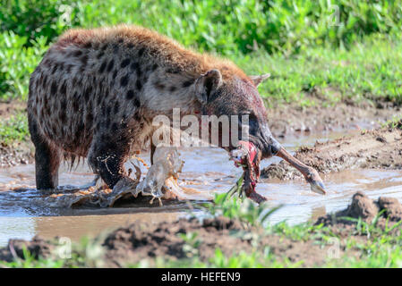 A spotted hyena (or 'laughing hyena') Crocuta crocuta about to hide its captured food - a wildebeest limb - underwater. Stock Photo