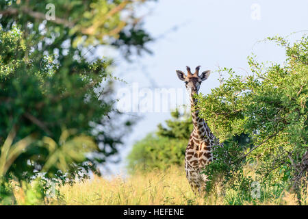 A young female Masai giraffe (Giraffa tippelskirchi) with hairy ossicones munches on savannah savanna vegetation, Tanzania. Stock Photo