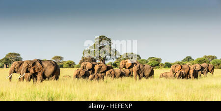 A herd of African elephants (Loxodonta africana) grazing on the savannah in Tarangire National Park, Tanzania.