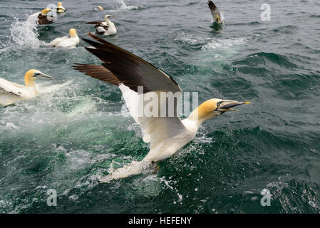 A Northern gannet emerges from the sea with a fish in its beak after diving for fish off as other gannets dive around it. Stock Photo