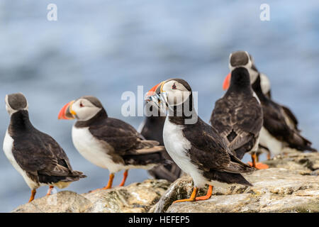 Group of wild Atlantic puffins (Fratercula arctica), one of which has sand-eels sandeels in its beak. Stock Photo