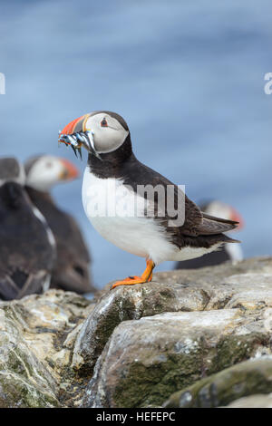 Atlantic puffin (Fractercula arctica) with a beakful of sandeels sand-eels standing on a rock. Vertical format with copy space. Stock Photo