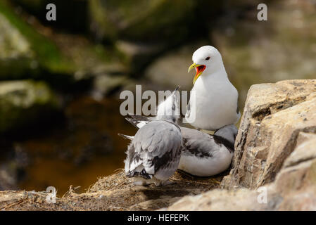 Adult black-legged kittiwake with two immature chicks on their nest on rocks in coastal Northern Britain. Stock Photo