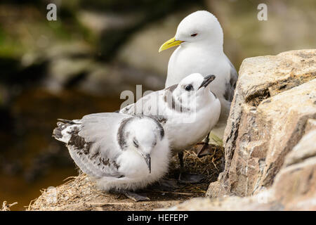 Adult black-legged kittiwake (Rissa tridactyly) also known as the tickleass or tickleace with two young chicks on a nest. Stock Photo