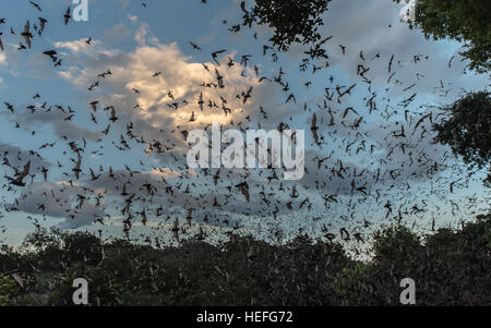 Bats emerging at dusk Stock Photo