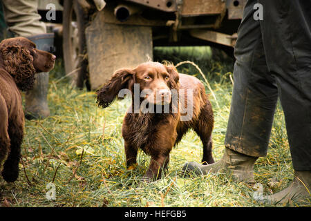 a chocolate cocker spaniel waiting for the next drive to start Stock Photo