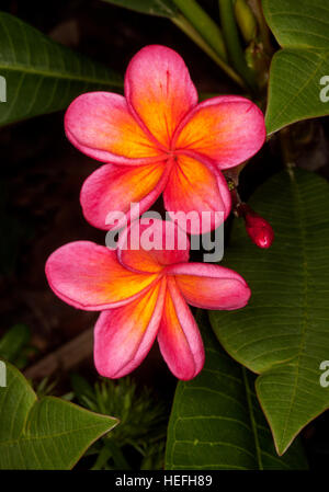 Vivid red & yellow perfumed flowers, bud, and dark green leaves of frangipani, Plumeria rubra 'Darwin Sunset' on dark background Stock Photo