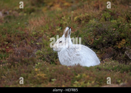 Mountain Hare in winter coat on a Scottish moorland Stock Photo