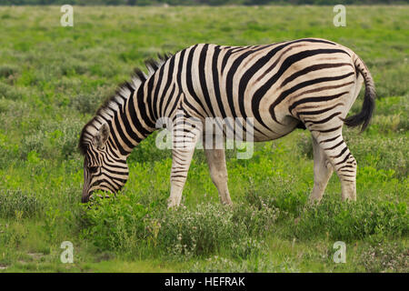 one zebra eating and grazing in the bushes of the park Etosha. Namibia. South Africa Stock Photo