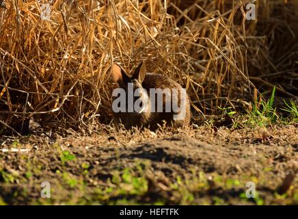 Marsh Rabbit relaxing in the Florida sunshine at a State Park near Tampa Bay in December. Stock Photo