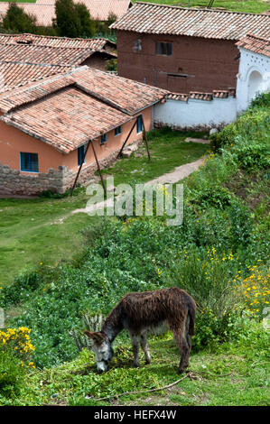 Donkey and houses in the small village of Chinchero in the Sacred Valley near Cuzco. Chinchero is a small Andean Indian village located high up on the Stock Photo