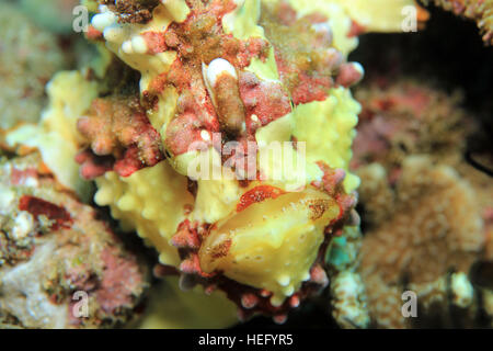 Close-up of a Clown Frogfish (Antennarius Maculatus, aka Warty Frogfish). Padang Bai, Bali, Indonesia Stock Photo