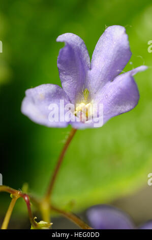 Boea hygroscopica in flower Stock Photo