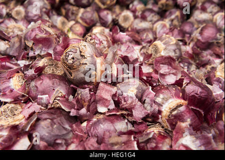 Lots hyacinth bulbs with irritant bulb casing that to some cause chemical irritant contact dermatitis ready to plant in fall Stock Photo