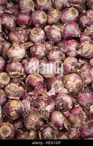 Lots hyacinth bulbs with irritant bulb casing that to some cause chemical irritant contact dermatitis ready to plant in fall Stock Photo