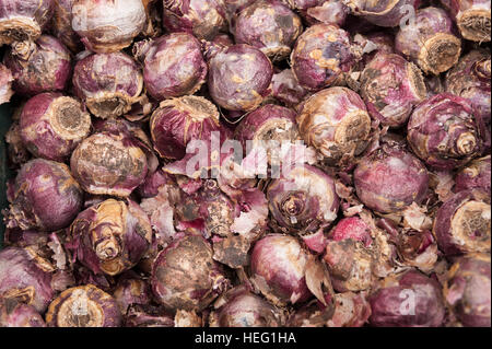 Lots hyacinth bulbs with irritant bulb casing that to some cause chemical irritant contact dermatitis ready to plant in fall Stock Photo