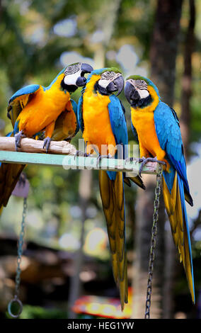 Fun photo with big beautiful macaw parrots Stock Photo