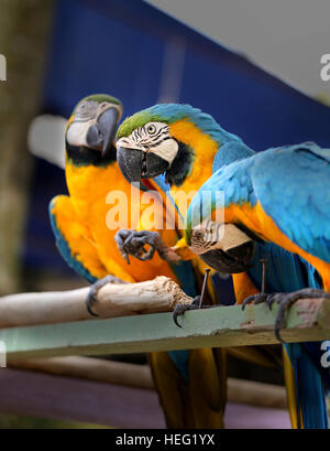 Fun photo with big beautiful macaw parrots Stock Photo