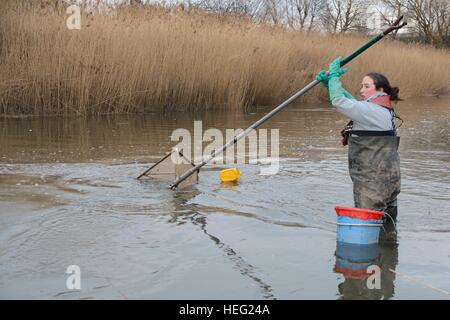 Anna Carey fishing under license for young European eel (Anguilla anguilla) elvers, or glass eels, River Parrett, Somerset, UK Stock Photo