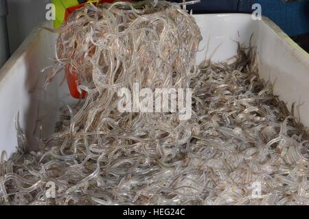 Glass eels, young European eel (Anguilla anguilla) elvers being scooped up to  packed for reintroduction projects, Gloucester UK Stock Photo