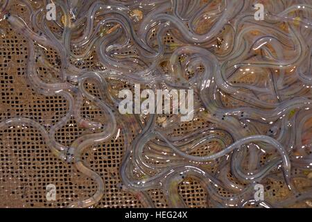 Young European eel (Anguilla anguilla) elvers, or glass eels caught with a licensed dip net, River Parrett, Somerset, UK, March. Stock Photo