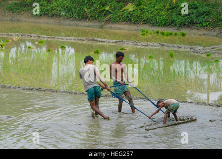 Hariargup: Plowing a rice field, Khulna Division, Bangladesh Stock Photo