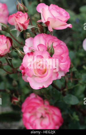 White and pink roses or known as Hannah Gordon Roses in full bloom Stock Photo