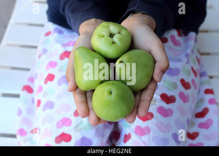 Holding Syzgium samarangense or known as Wax Jambu in hand Stock Photo