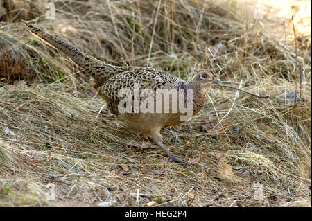 The beautiful but discrete female pheasant with her camouflage plumage, perfect when she is lying in the old grass on her eggs. Stock Photo