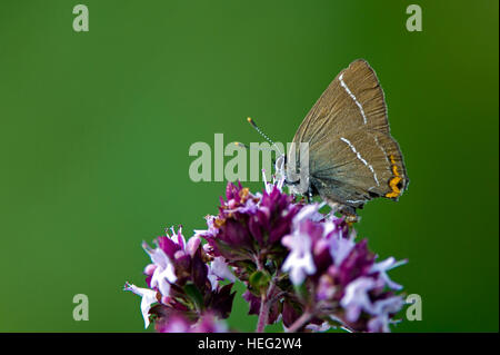 The beautiful and rare White-letter Hairstreak (Satyrium w-album) sucking nectar from the oregano flowers with a green bokeh Stock Photo