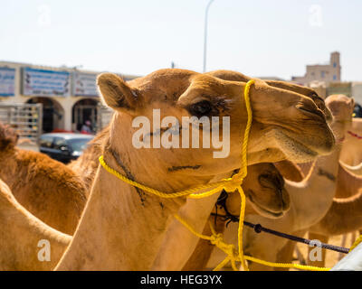 Arabian camel, dromedary (Camelus dromedarius), cattle and camel market, Sinaw, Oman Stock Photo