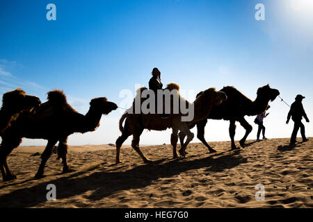 Camel lake riding sand shizuishan ningxia china hi-res stock