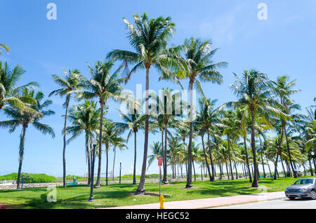 Miami, USA - October 5, 2012: View of Miami Beach with Palm trees as background in Florida, USA Stock Photo