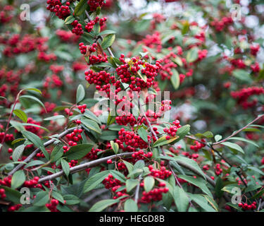 Cotoneaster frigidus with fruits in December Stock Photo