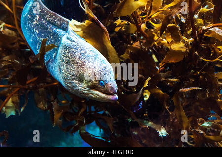 MORAY EEL WAITING IN THE DEEP BLUE OCEAN Stock Photo