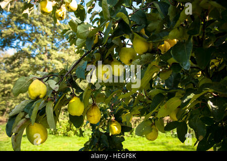 DEU, Germany, quinces (lat. Cydonia oblonga).