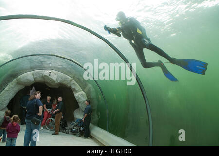 DEU, Germany, Ruhr area, Gelsenkirchen, the zoo, underwater tunnel in the seal basin, frogman cleans the glass. Stock Photo