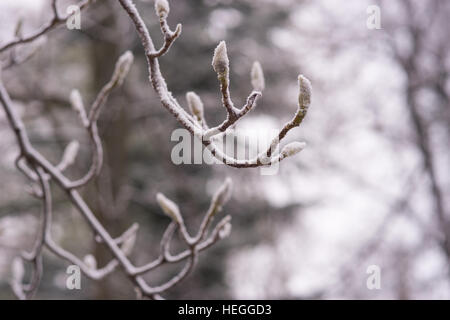 Close up of magnolia tree buds after first snow Stock Photo