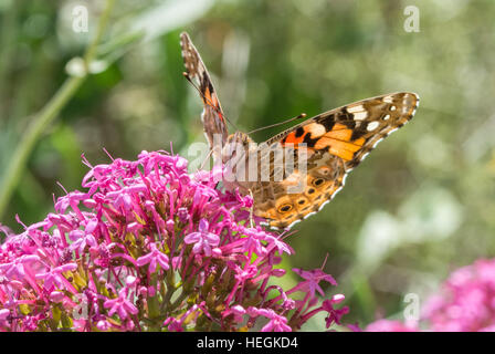 Painted lady butterfly (Vanessa cardui) nectaring on red valerian flowers Stock Photo