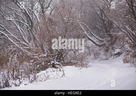 Snow and frost on cane on a trees. Misty road. Overcast snowy weather. Stock Photo