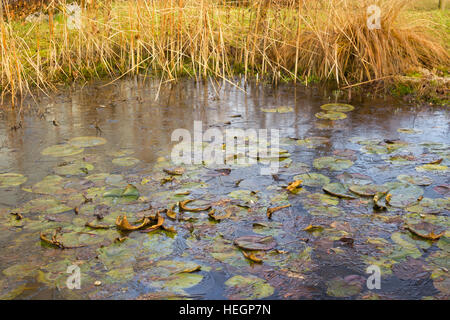 winter at the pond in natural garden Stock Photo