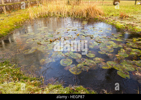 winter at the pond in natural garden Stock Photo