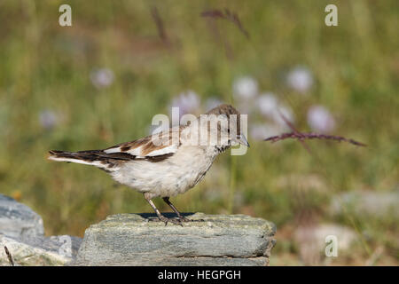 Père David's snowfinch in Mongolian Altai, Southern Mongolia Stock Photo