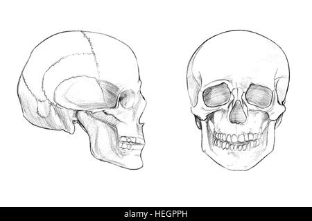 Skull (face and profile), Hand drawn medical illustration drawing with imitation of lithography Stock Photo