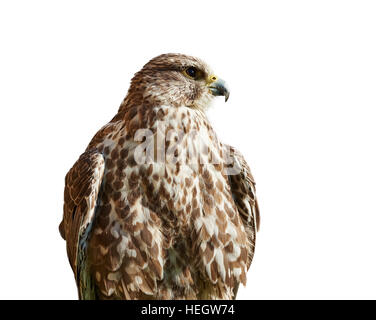 Bird of Prey - Malagasy Kestrel isolated on White looking right Stock Photo