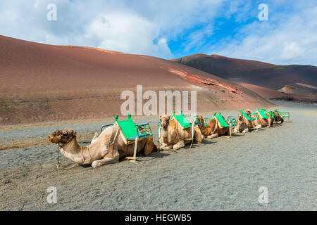 Camels in Timanfaya National Park Lanzarote Stock Photo