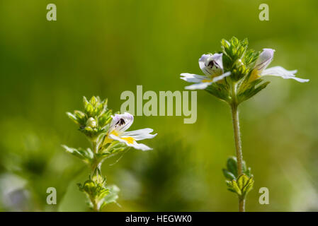 Common Eyebright, Euphrasia nemorosa, wildflower, Dumfries & Galloway ...