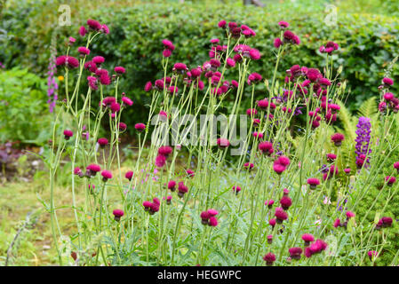 Cirsium rivulare Atropurpureum, cultivated garden flower Stock Photo