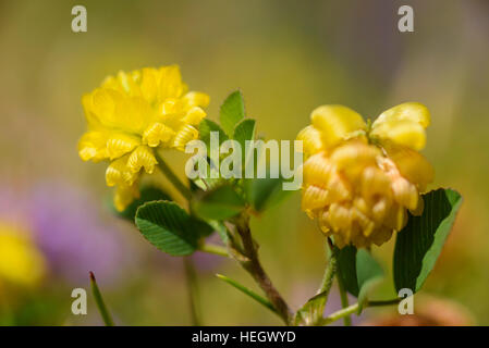 Hop Trefoil, Trifolium campestre, wildflower, Carrick, Dumfries & Galloway, Scotland Stock Photo