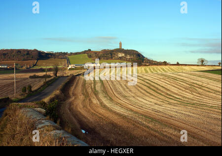 Scrabo Tower dominating the local landscape from Scrabo hill. Viewed from a distance Stock Photo